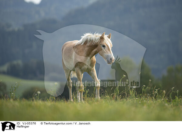 Haflinger / Haflinger / VJ-05376