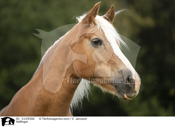 Haflinger / Haflinger / VJ-05392