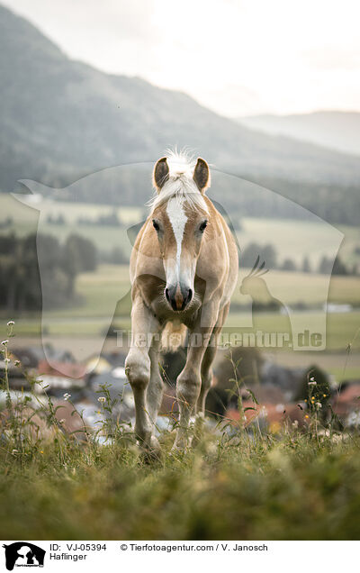 Haflinger / Haflinger / VJ-05394