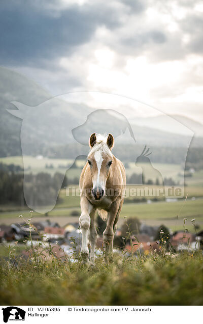 Haflinger / Haflinger / VJ-05395