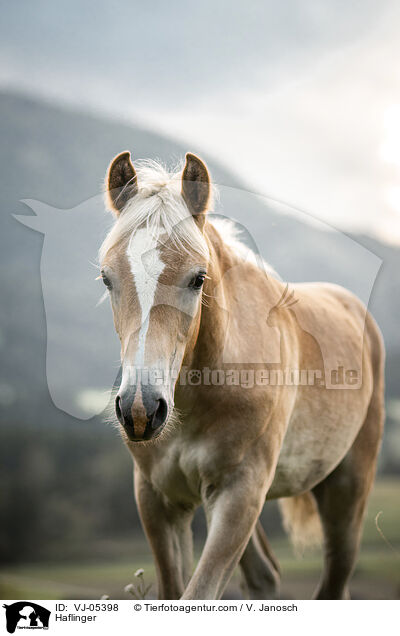 Haflinger / Haflinger / VJ-05398