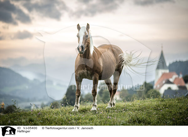 Haflinger / Haflinger / VJ-05400