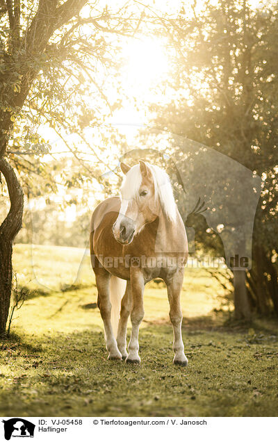 Haflinger / Haflinger / VJ-05458