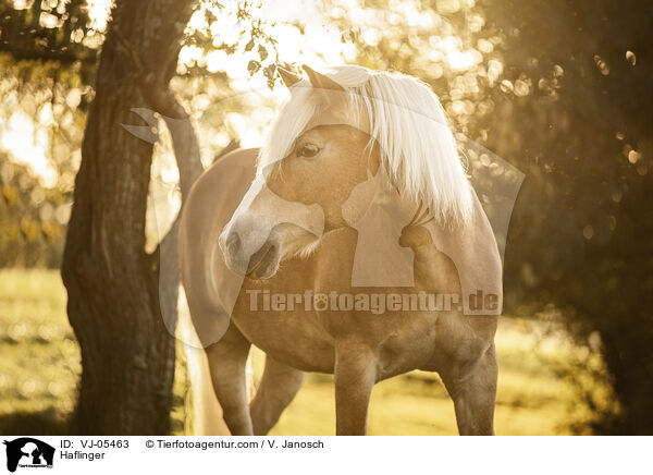 Haflinger / Haflinger / VJ-05463