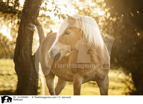 Haflinger / Haflinger / VJ-05463