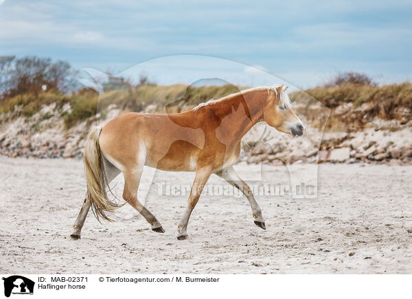 Haflinger horse / MAB-02371