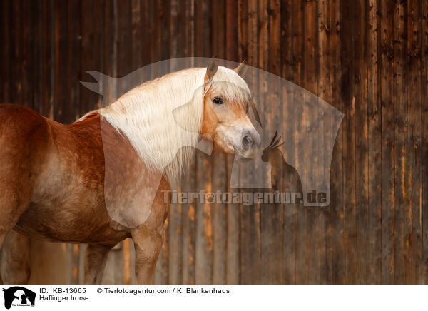 Haflinger horse / KB-13665
