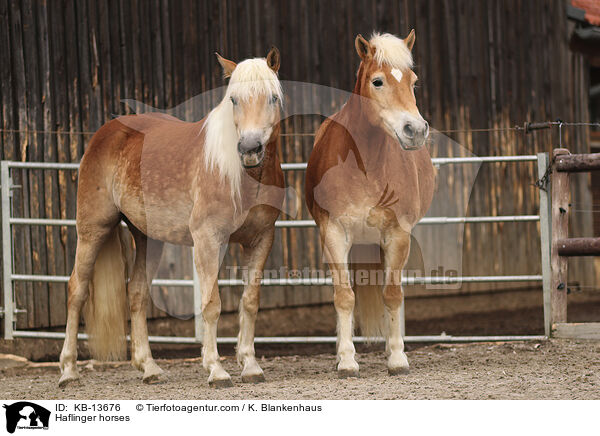 Haflinger horses / KB-13676