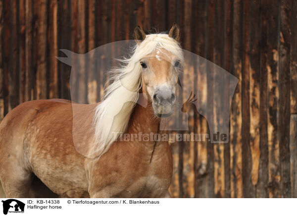 Haflinger horse / KB-14338