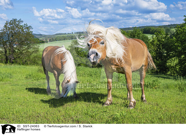 Haflinger / Haflinger horses / SST-24063