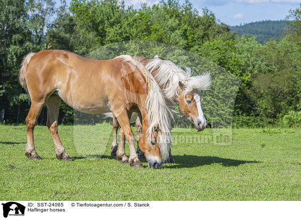 Haflinger / Haflinger horses / SST-24065