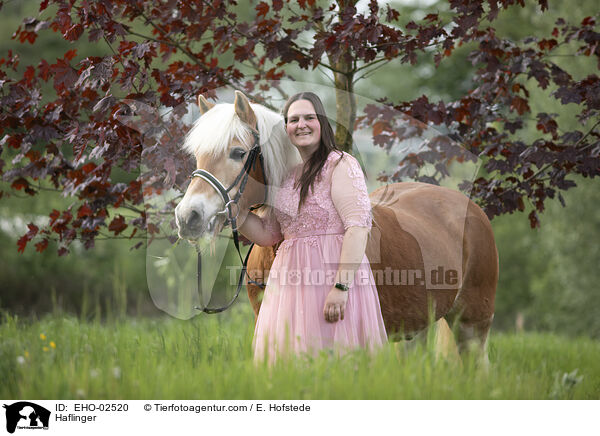 Haflinger / Haflinger / EHO-02520