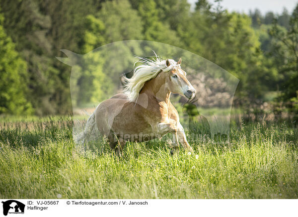 Haflinger / Haflinger / VJ-05667