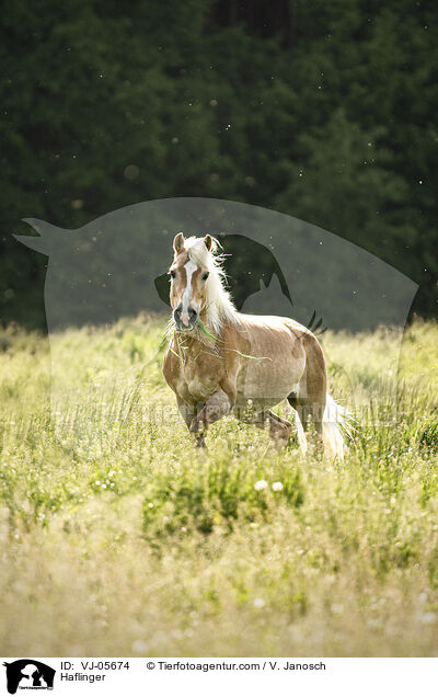 Haflinger / Haflinger / VJ-05674