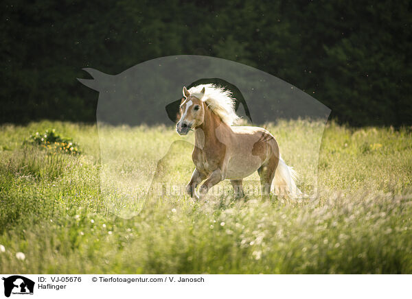Haflinger / Haflinger / VJ-05676