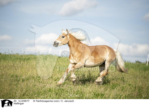 Haflinger / Haflinger / VJ-05677
