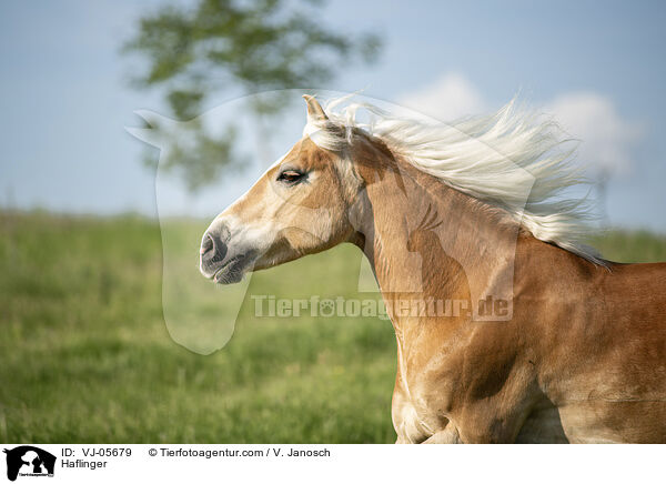 Haflinger / Haflinger / VJ-05679