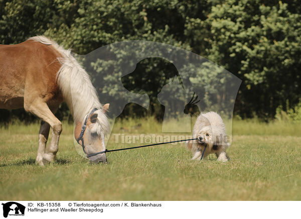 Haflinger and Waeller Sheepdog / KB-15358