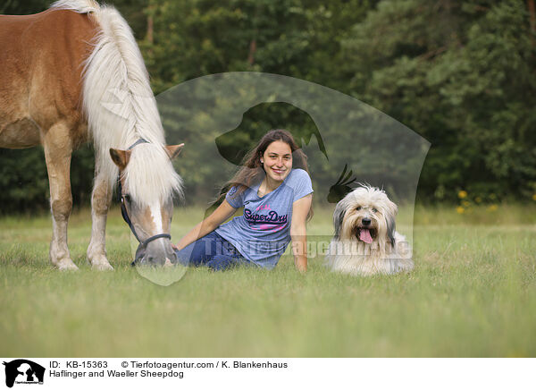 Haflinger and Waeller Sheepdog / KB-15363