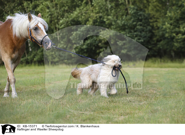 Haflinger and Waeller Sheepdog / KB-15371