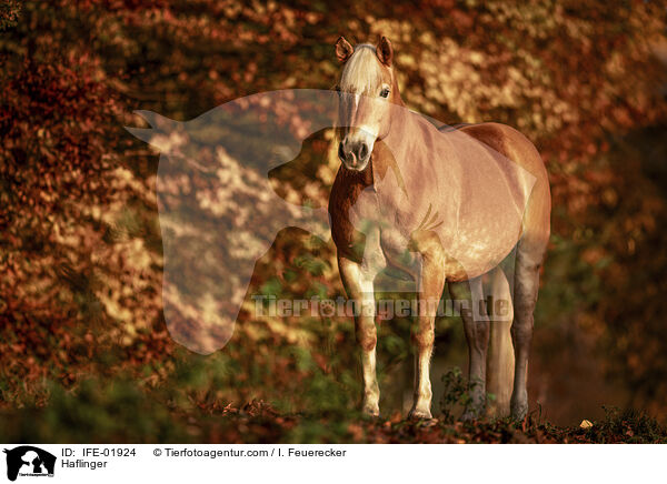 Haflinger / Haflinger / IFE-01924