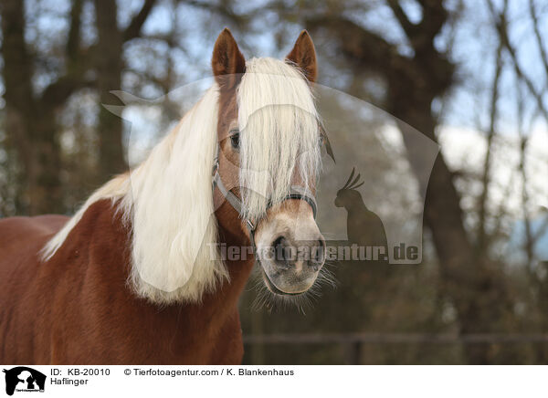 Haflinger / Haflinger / KB-20010