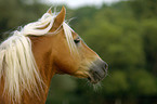 stallion portrait