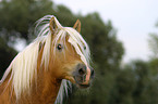 stallion portrait