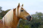 stallion portrait