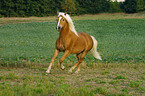 running horse