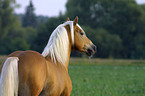 Haflinger