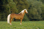 horse on meadow