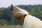 stallion portrait