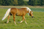 trotting horse