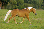 trotting horse