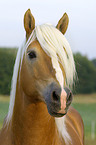 stallion portrait