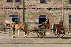 Hafliner horse carriage
