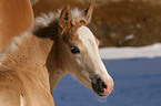 Haflinger horse foal