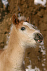 Haflinger horse foal