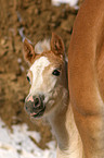 Haflinger horse foal