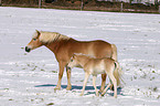 Haflinger horse mare with foal