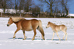 Haflinger horse mare with foal