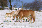 Haflinger horse herd in the snow