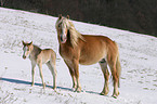 Haflinger horse mare with foal