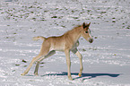 running foal