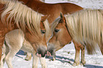 Haflinger horses