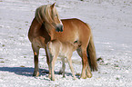 Haflinger horse mare with foal