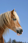 Haflinger horse portrait