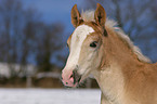 Haflinger horse foal