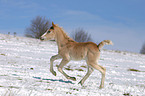 running foal